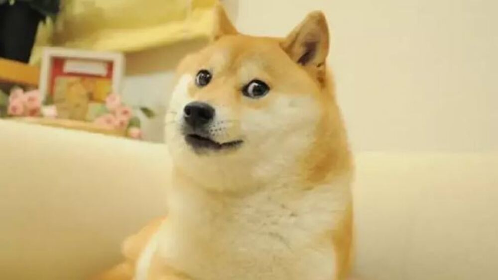 Doge Meme